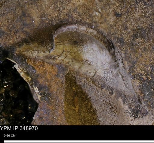 undet. Bivalvia