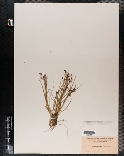 Rhynchospora nitens