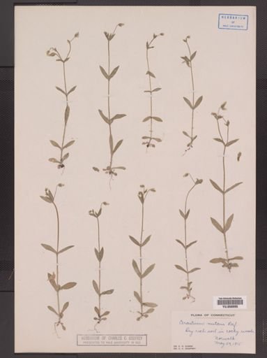 Cerastium nutans