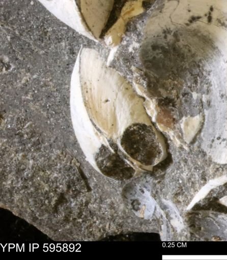 Protocardia sp.