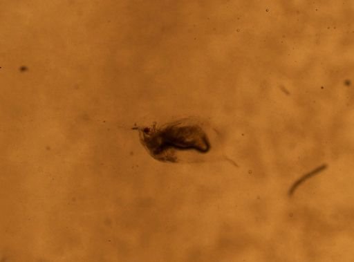 Daphnia