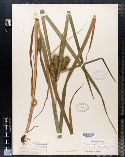 Carex lupulina