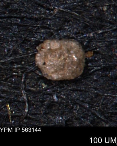 Trochammina gatesensis