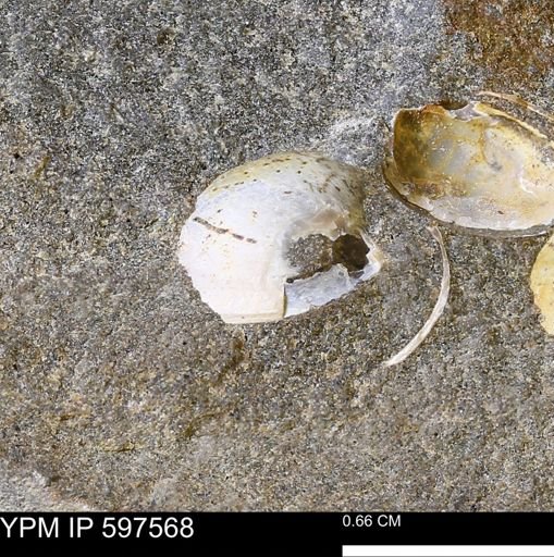 Protocardia sp.