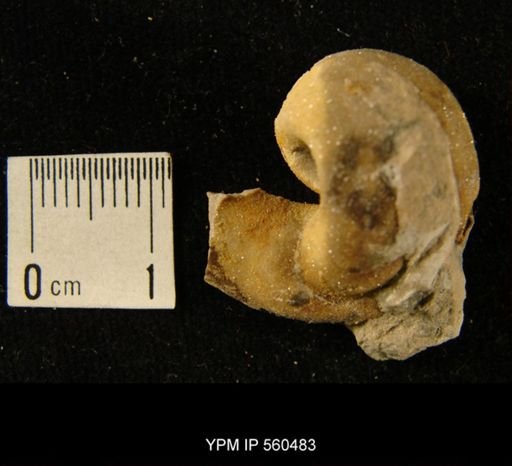 undet. Orthocerida