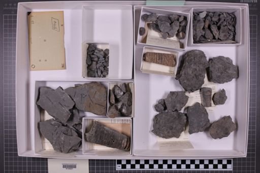mixed taxa, stratigraphic collection