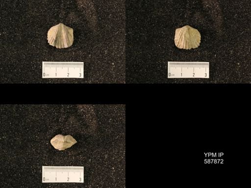 Platystrophia ponderosa