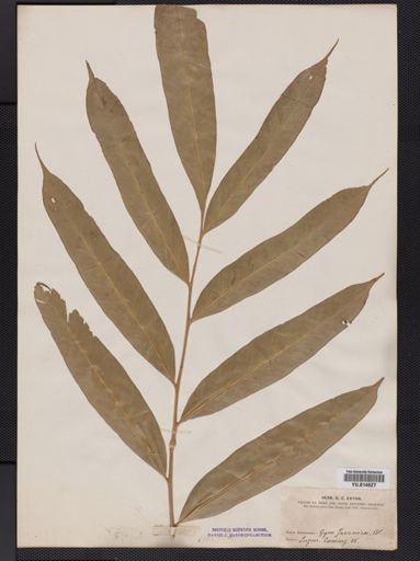 Coniogramme