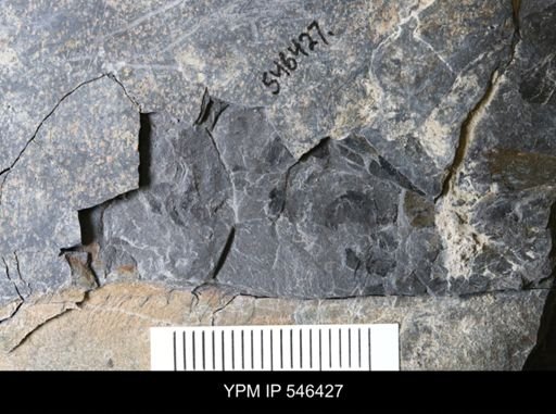 undet. Eurypterida