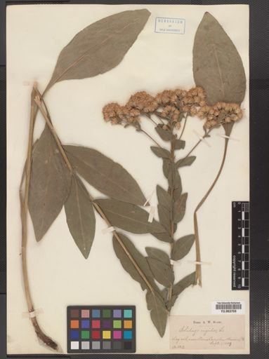 Solidago rigida
