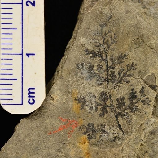 Sphenopteris sp.