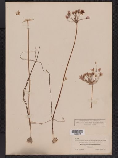 Allium