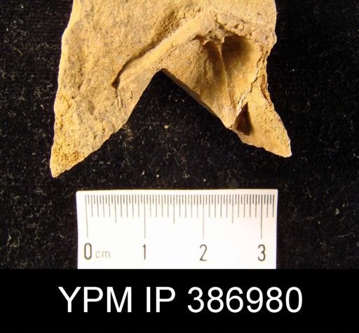 Meristella?