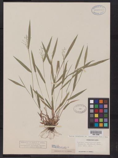 Panicum lanuginosum