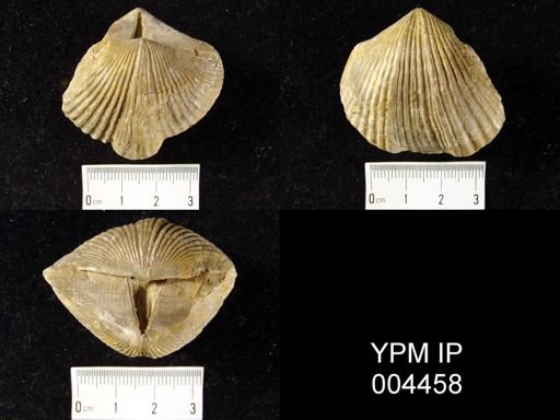 Spirifera canaliferus