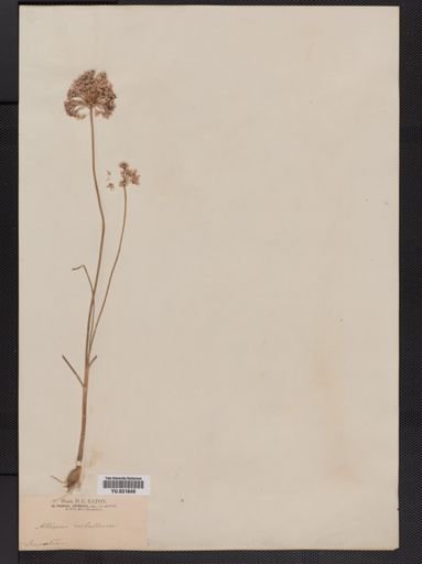 Allium