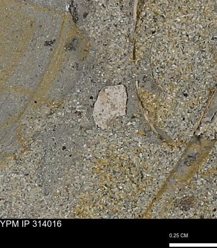 undet. Bivalvia