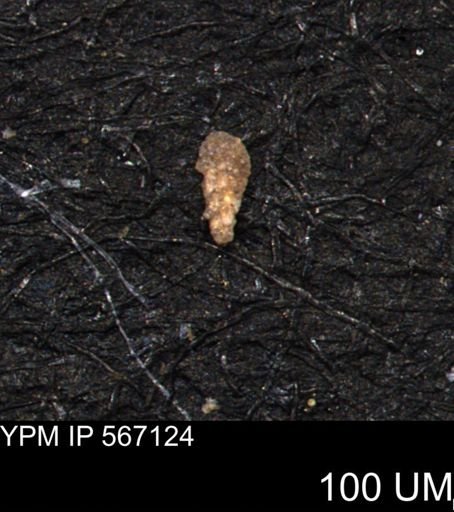 Verneuilina canadensis