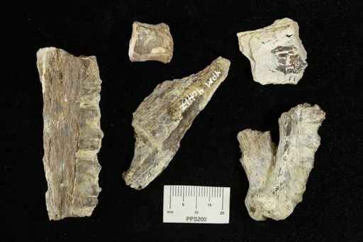 undet. Actinopterygii