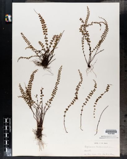 Asplenium trichomanes