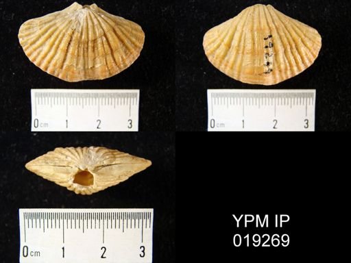 Terebratalia caurina