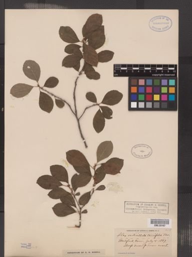 Ilex verticillata var. tenuifolia