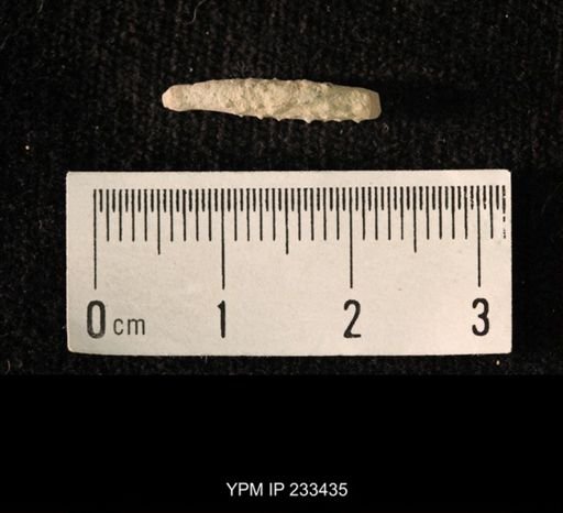Archaeocidaris sp.