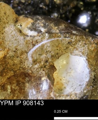Gastropoda?