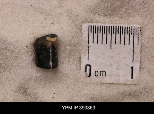 Baculites sp.