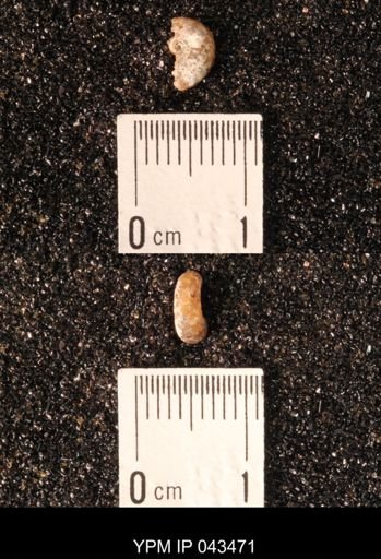 Hoploscaphites nicolletii