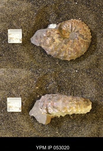 Discoscaphites gulosus