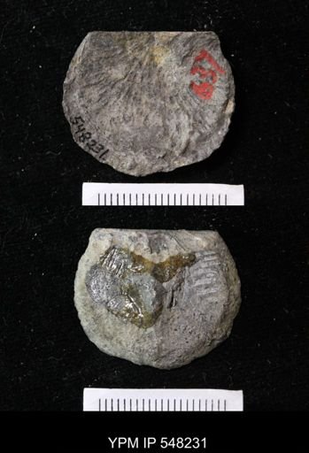 Stropheodonta demissa