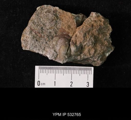 Tricrepicephalus coria