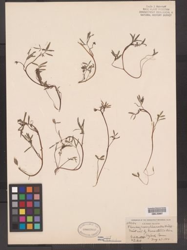 Floerkea proserpinacoides