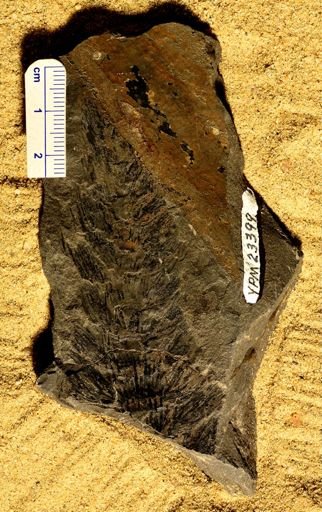 Asterophyllites rigida