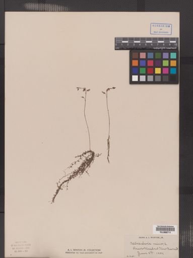 Utricularia minor