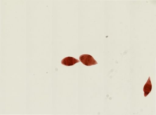 Plagiostomum vittatum