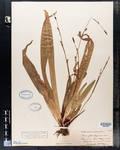 Carex plantaginea