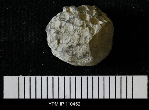 Paleofavosites prolificus