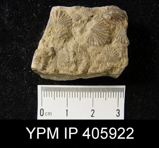 Leptocoelia hemispherica