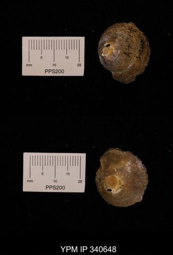 Anomia gryphorhyncha