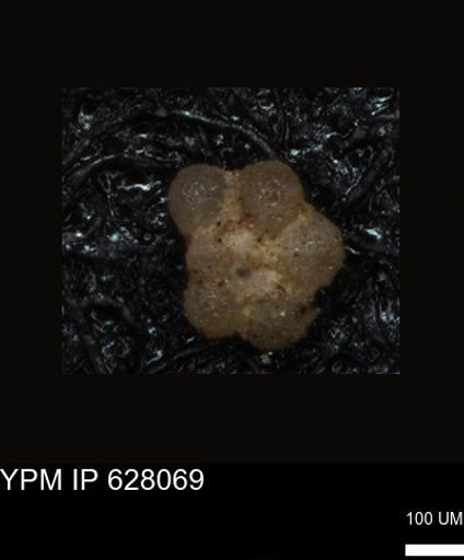 undet. Foraminiferida