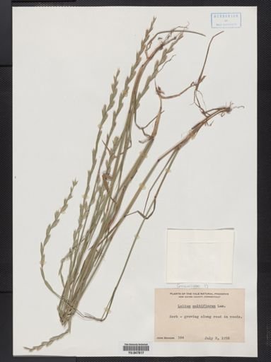 Lolium multiflorum