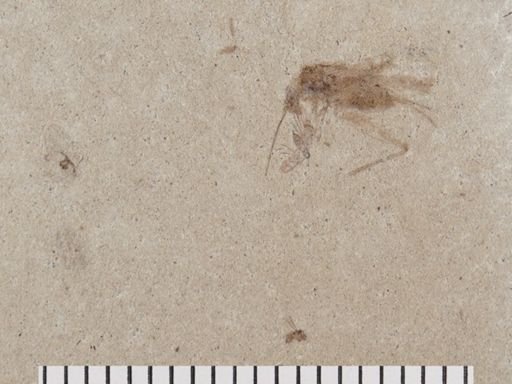 Diptera