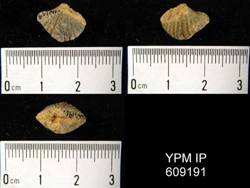 Spirifer vanuxemi