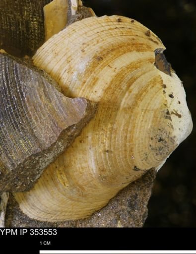 Limopsis striatopunctatus