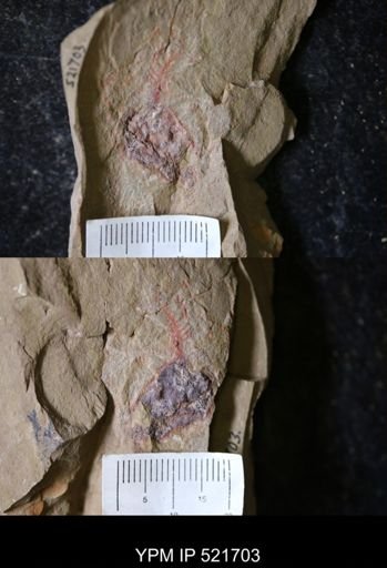 Marrellomorpha
