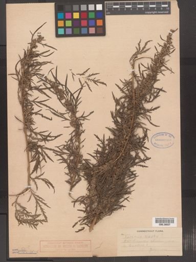 Artemisia biennis