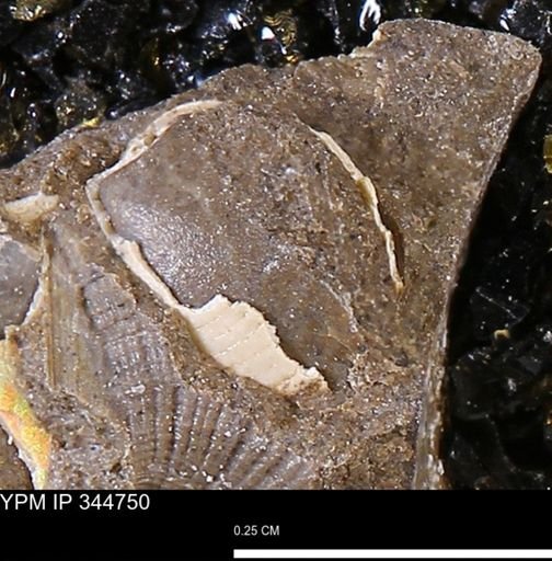undet. Gastropoda