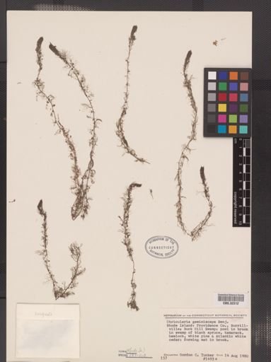 Utricularia geminiscapa